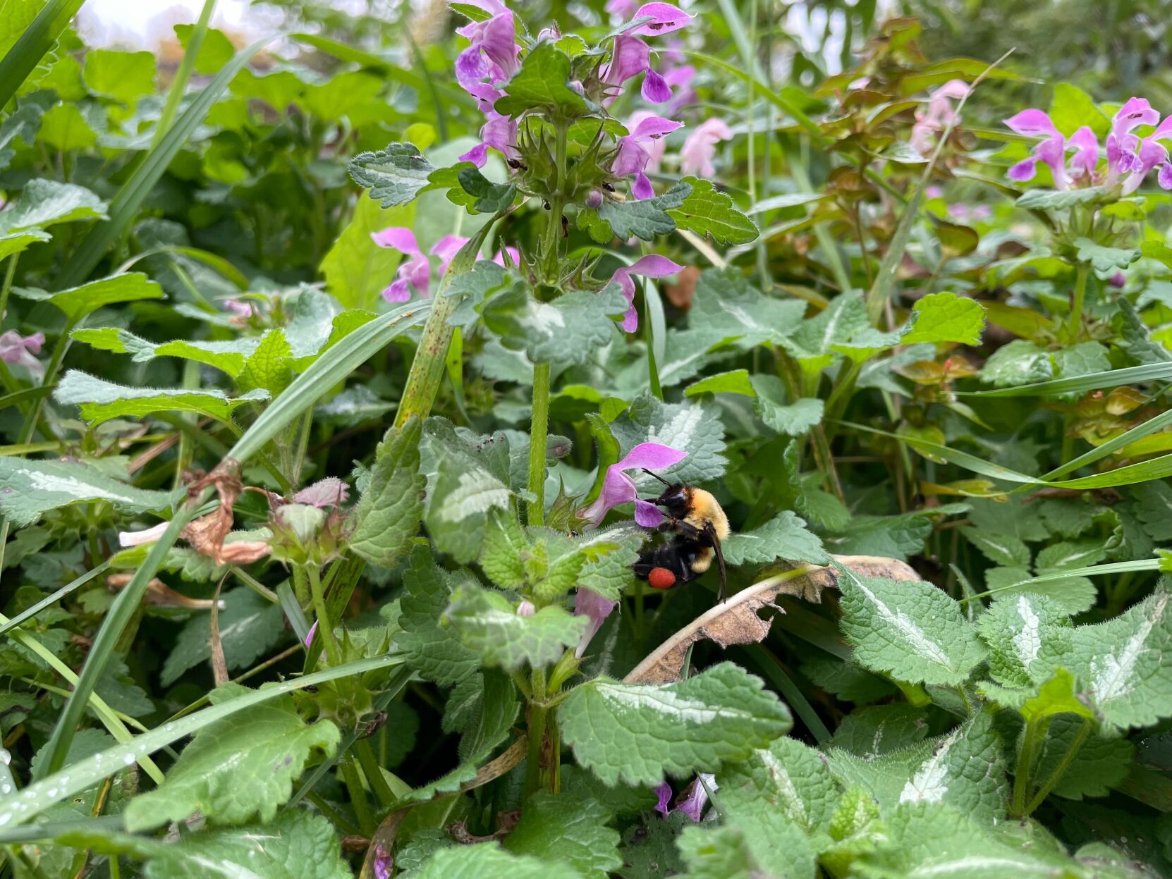 Borchardt's bumblebee 3